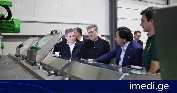საქართველოს პრეზიდენტმა, მეუღლესთან ერთად, კახეთში ზეთისხილის საწარმო დაათვალიერა და ზეთისხილის კრეფაში მიიღო მონაწილეობა