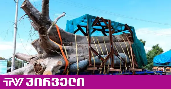სამხრეთ აფრიკა საქართველოში ბაობაბების ექსპორტის საქმეზე სისხლის სამართლის საქმეს აღძრავს