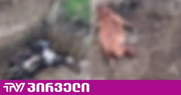 მოქალაქეები წერენ, რომ იპოვეს ძაღლების სასაკლაო და სამარხი