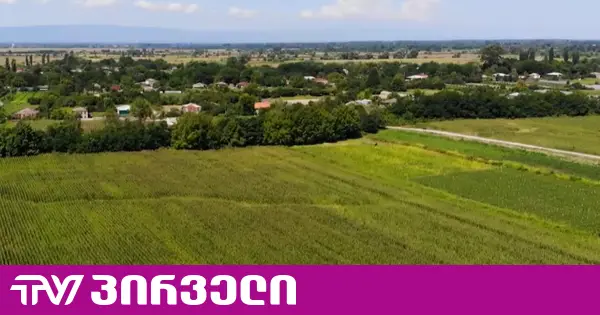 ზეთისხილის ბაღებში ინვესტირებული 250 ათასი დოლარი და გამხმარი პლანტაციები - სავარაუდო თაღლითობის სქემა კახეთში