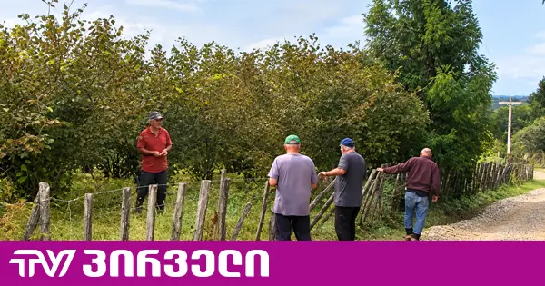 თხილის ჩაბარების ფასი 3 ლარამდე დაეცა - სამეგრელოში ფერმერები დახმარებას ითხოვენ