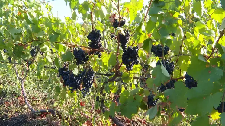 რეგიონებში სარწყავი სეზონის შედეგებს აჯამებენ