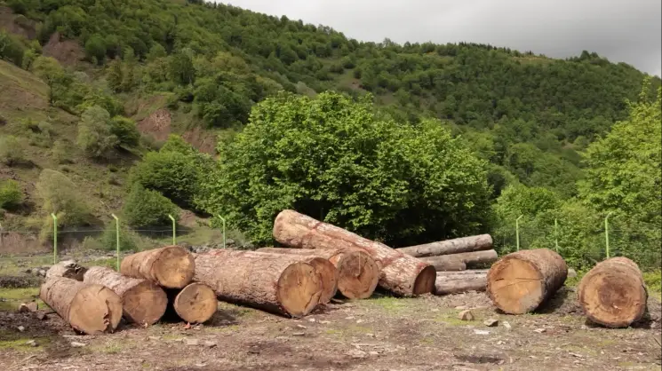 ეროვნული სატყეო სააგენტოს ცხრა თვის მონაცემებით, გამოვლენილია ხე-ტყის უკანონო მოპოვების 500-ზე მეტი ფაქტი