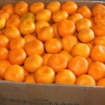 25 tons of tangerines were exported from occupied Abkhazia to Russia