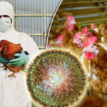 In Austria, 18 thousand animals were killed due to the spread of bird flu