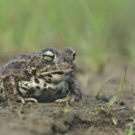 Endangered toads in Berlin halt construction of new quarter