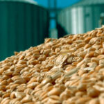 We will definitely see the arrival of Kazakh wheat in Georgia in the near future - Silagava