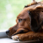 Experiment has shown that stress is also contagious in animals