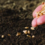 Autumn crop areas of granular crops are six -year -olds