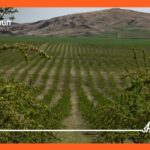 With the support of the Bank of Georgia, AgroMatarian Ltd has planted almonds and fruit orchards in Kakheti
