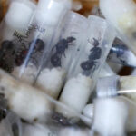 The Kenyan Court sentenced four people to imprisonment for thousands of ants for smuggling