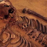 How do archaeologists determine skeletal sex?