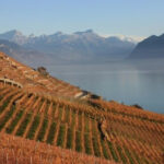 Scientists have named wine regions that have the highest risk of climatic terms