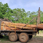 Officers of the Department of Environmental Supervision have identified 14 facts of illegal extraction and transportation of timber