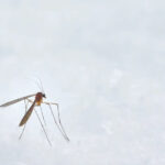 Swedes were asked to catch mosquitoes