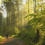 20 minutes spent in the woods reduces stress and improves mood - research