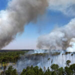 Due to fires, the world lost a record number of forests in 2024