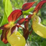 In Britain found an orchid that was considered extinct