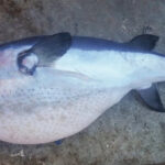 In the Black Sea, the facts of gaining toxic fish, silver abdomen were still reported - ichthyologist risks