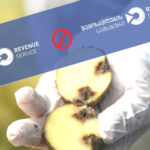 Seed potatoes imported from the Republic of Turkey were subject to destruction - Revenue Service