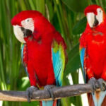 Do they understand the parrots, what are they talking about?