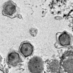 Hundreds of new, giant viruses were found in the oceans