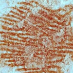 The ancient print of a human finger was discovered