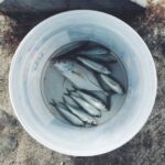 The main expense for aquaculture farms comes from fish food and co -power pay - Geostat