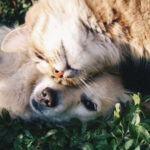 Taking care of cats and dogs helps fight dementia