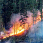Temperature rise is expected. As a result, the risk of forest and meadow fires - Emergency Management Service
