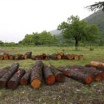 Two facts of illegal extraction of timber were identified in Khoni municipality