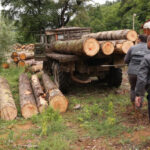 The fact of illegal extraction of timber in Bakuriani was revealed
