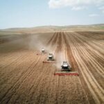 1 ton of wheat prices is 650-700 GEL-Flour Manufacturers' Association Statement