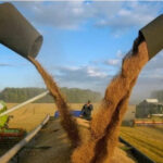 1 ton of wheat is 650-700 GEL-Association of wheat and flour producers
