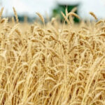 The export price of Russian wheat has increased by $ 7 per tonne