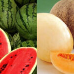 94% of the imported watermelon is Iranian - where does melon and watermelon come from