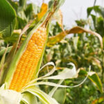 Against the backdrop of maize rise, poultry has moved to wheat consumption