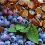 The Competition Agency has resumed the monitoring of the hazelnut and blueberry market
