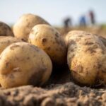 More than half of this year's potato exports is last year's crop - a farmer on increased exports
