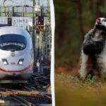 In Germany, badgers paralyze the train movement - the routes are abolished for years