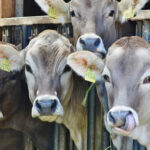 68% of cattle go to Iraq