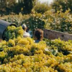 Quality Control, Vineyards Replacement - Managadze on Vintage Subsidizing Ways