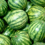 This year, watermelon exports from Georgia have increased more than 600%-the main market is Russia (BM.ge)