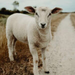 Goats help in extinguishing forest fires in Spain
