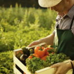 The minimum fee for daily labor is 60-70 GEL-Agricultural Labor Deficiency is a big problem this year too