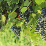 An additional hotline will be launched in the vintage process of 2025 - National Wine Agency