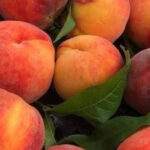 In four months of this year, Georgia exported $ 31.9 million worth of peach and Vashlatama from Georgia