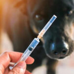 Compared to 2013, rabies cases are reduced by 96%-National Food Agency
