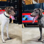 MIA pays 241,000 euros per 15 dogs - animals are trained on human scent and drug search
