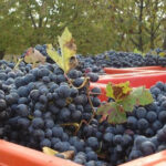 About 24,000 tons of grapes are processed in Kakheti at this time